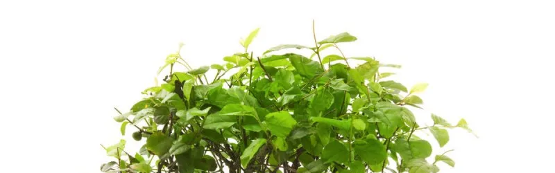 MBC Joins Green Project Campaign